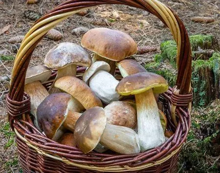 Barn&haus-stodoly Widokowe Tatil Evi Zubrzyca Dolna