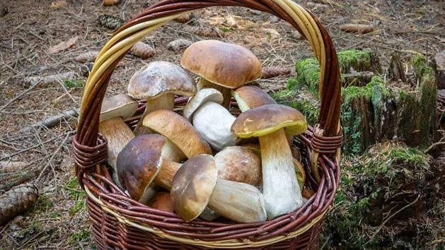 Barn&haus-stodoły Widokowe Dom wakacyjny Zubrzyca Dolna