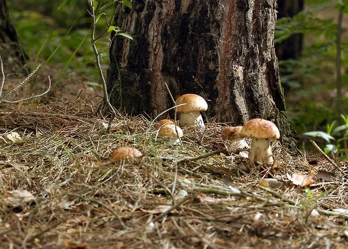 Barn&haus-stodoły Widokowe Dom wakacyjny Zubrzyca Dolna